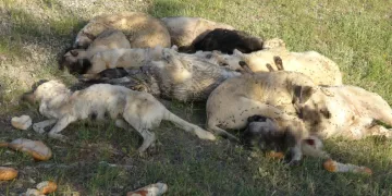 20’nin üzerinde sokak köpeği ölü bulundu