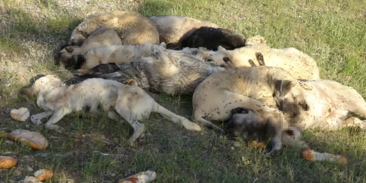 20’nin üzerinde sokak köpeği ölü bulundu