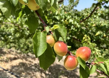 Kavurucu sıcakta zorlu hasat