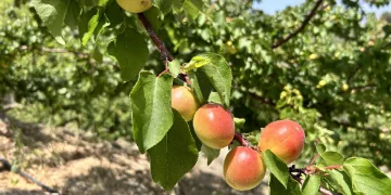 Kavurucu sıcakta zorlu hasat