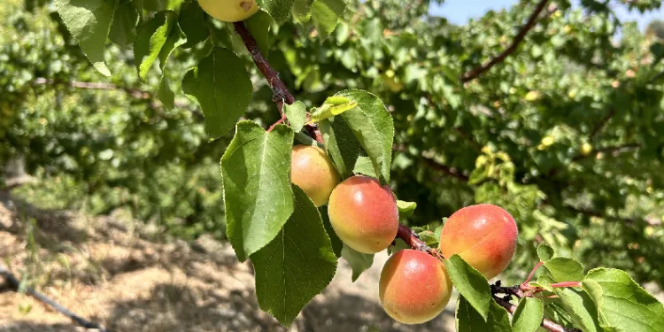 Kavurucu sıcakta zorlu hasat