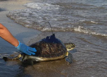 yeşil deniz kaplumbağaları denize bırakıldı