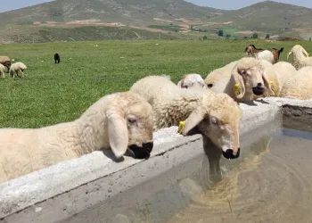 mera alanları yeşilleniyor