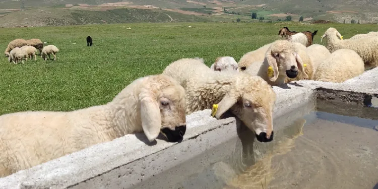 mera alanları yeşilleniyor