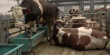 Kurban pazarında hareketlilik başladı