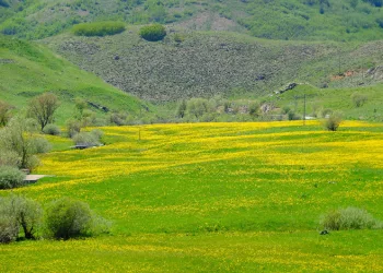 Sarıçiçek Köyü'nde 20 günlük doğa şöleni başladı