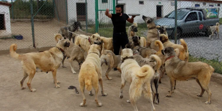 Uzmanından sokak köpeği sorunu için çözüm önerisi