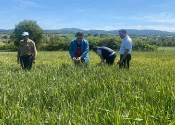 tarlalarında hastalık kontrolleri yapıldı