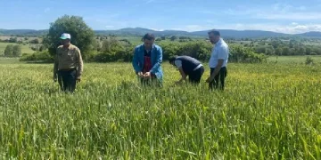 tarlalarında hastalık kontrolleri yapıldı