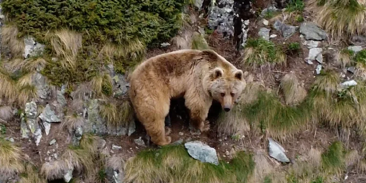 Yemek arayan sevimli ayılar