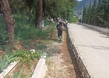 Yabani otlarla mücadele başladı