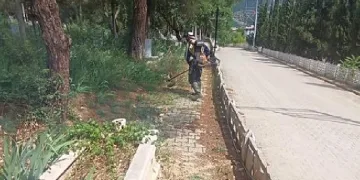 Yabani otlarla mücadele başladı