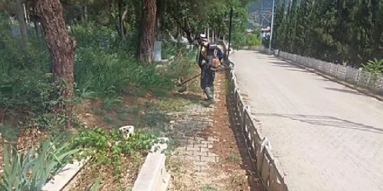 Yabani otlarla mücadele başladı