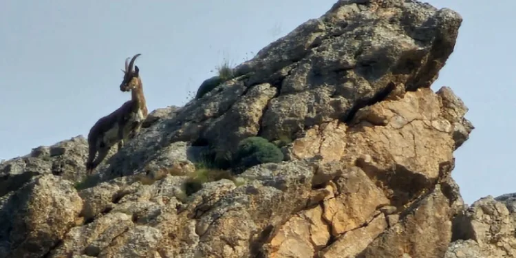 Ağrı’da kayaların usta tırmanıcısı dağ keçisi