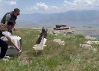Kars’ta yavru akbaba doğaya bırakıldı