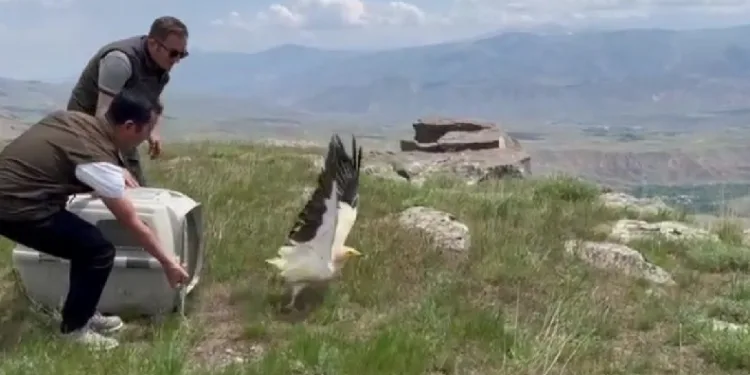 Kars’ta yavru akbaba doğaya bırakıldı