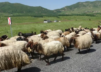 Besicilerin yayla yolculuğu başladı