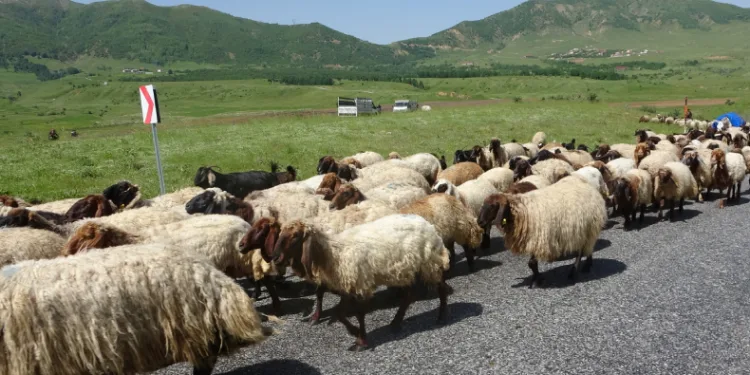 Besicilerin yayla yolculuğu başladı