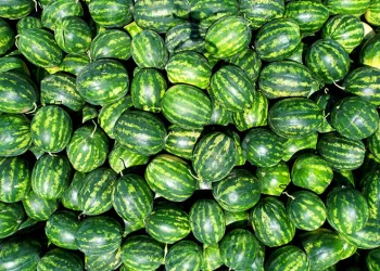 Karpuz fiyatları 7 liraya düştü
