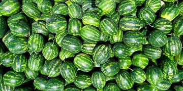 Karpuz fiyatları 7 liraya düştü