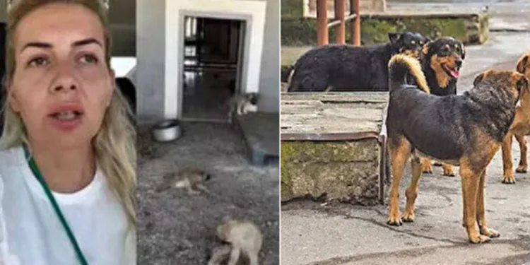 Kuduz köpekleri Ankara’ya getiren şüphelilere tutuklama talebi