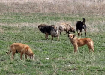 “Şehre hastalıklı köpekler getirildiği” iddiasına açıklama