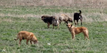 “Şehre hastalıklı köpekler getirildiği” iddiasına açıklama