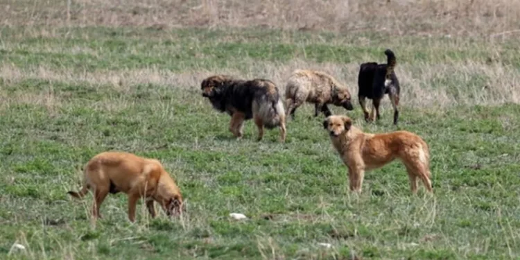 “Şehre hastalıklı köpekler getirildiği” iddiasına açıklama