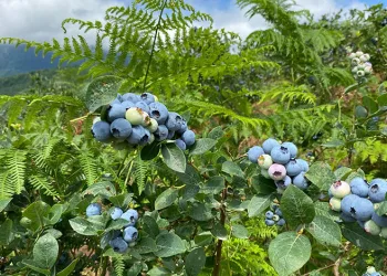 Artvin’de yaban mersini hasadı başladı