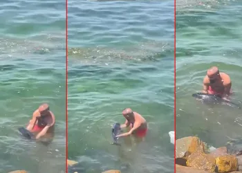 Bursa’da yunus balığı balıkçıların ağına takıldı