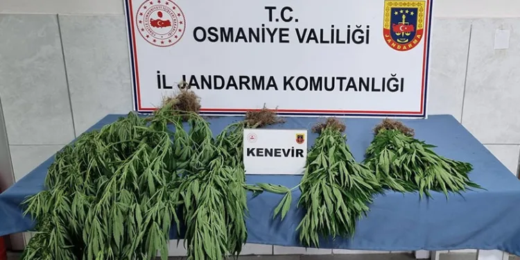 Jandarmadan uyuşturucu operasyonu: 10 gözaltı