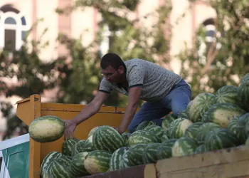 Tarlada kalan karpuz, Bursalılara ücretsiz dağıtıldı