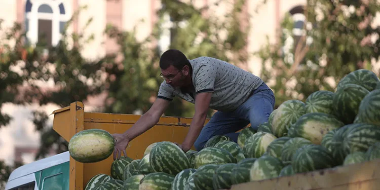 Tarlada kalan karpuz, Bursalılara ücretsiz dağıtıldı