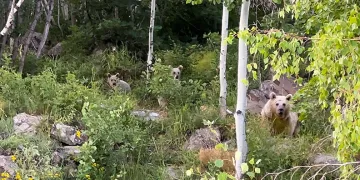 Piknikçilere ayı sürprizi