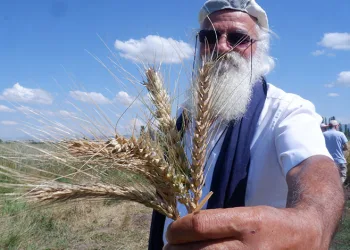 “Parla” Pasin Ovası’nda başak verdi