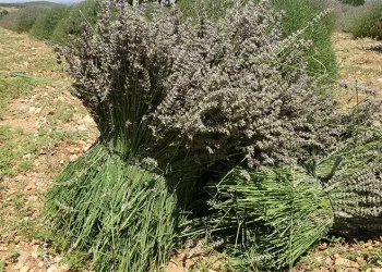 Lavanta kokulu köyde hasat başladı