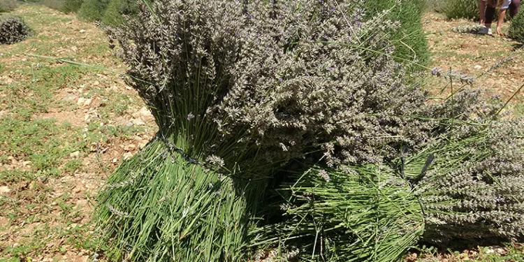 Lavanta kokulu köyde hasat başladı