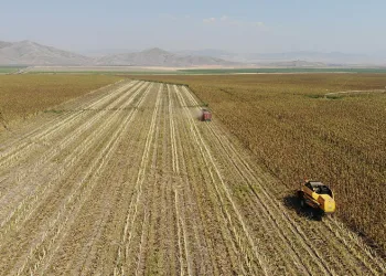 Kahramanmaraş’ta ayçiçeği hasadı