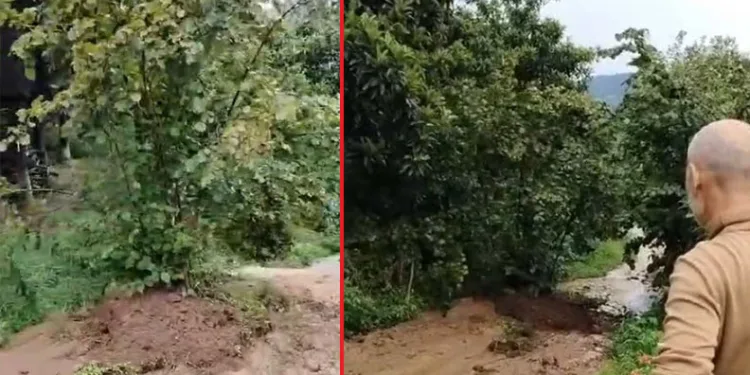 Fındık ağacı yolda kayıp gitti, görenler gözlerine inanamadı