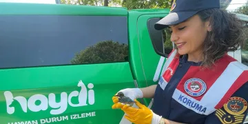 Tedavisinin ardından doğaya salındı