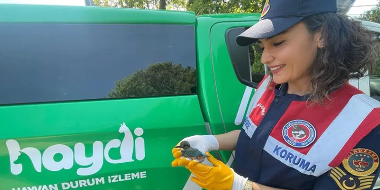 Tedavisinin ardından doğaya salındı