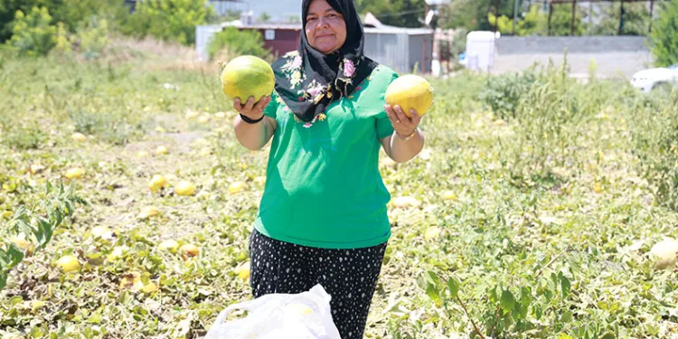 Son mahsulü hayrına depremzedelere bıraktı