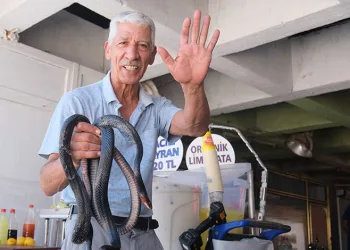 Koynunda beslediği yılanlar böyle ısırdı