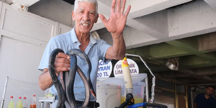 Koynunda beslediği yılanlar böyle ısırdı