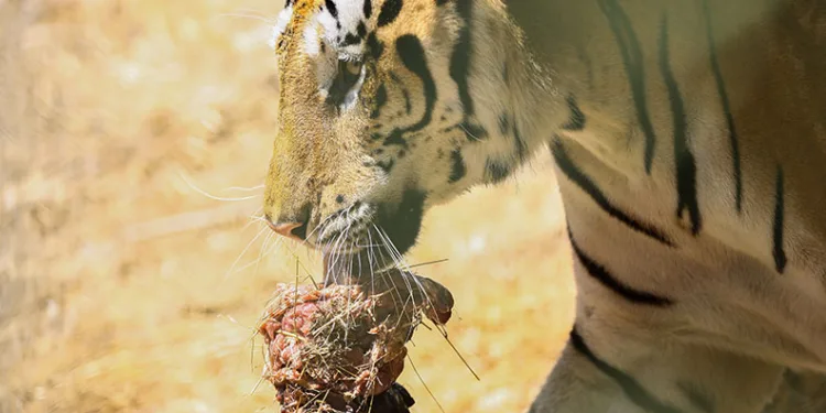 Bengal kaplanları için etten pasta yapıldı