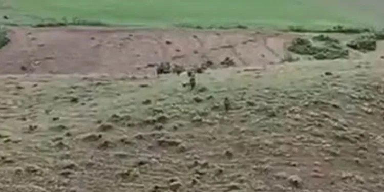 Domuz sürüsü yerleşim yerine kadar indi