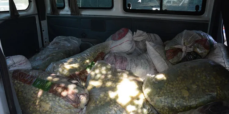 TİGEM sahasından 1,5 ton fıstık çalan şahıslar yakalandı