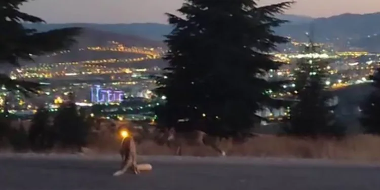 Şehir merkezine inen tilkileri elleri ile beslediler