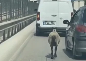 Bursa’da firar eden koyun, trafiği alt üst etti