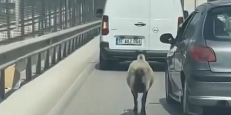 Bursa’da firar eden koyun, trafiği alt üst etti
